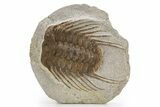 Spiny Selenopeltis Trilobite Fossil - Erfoud, Morocco #319935-1